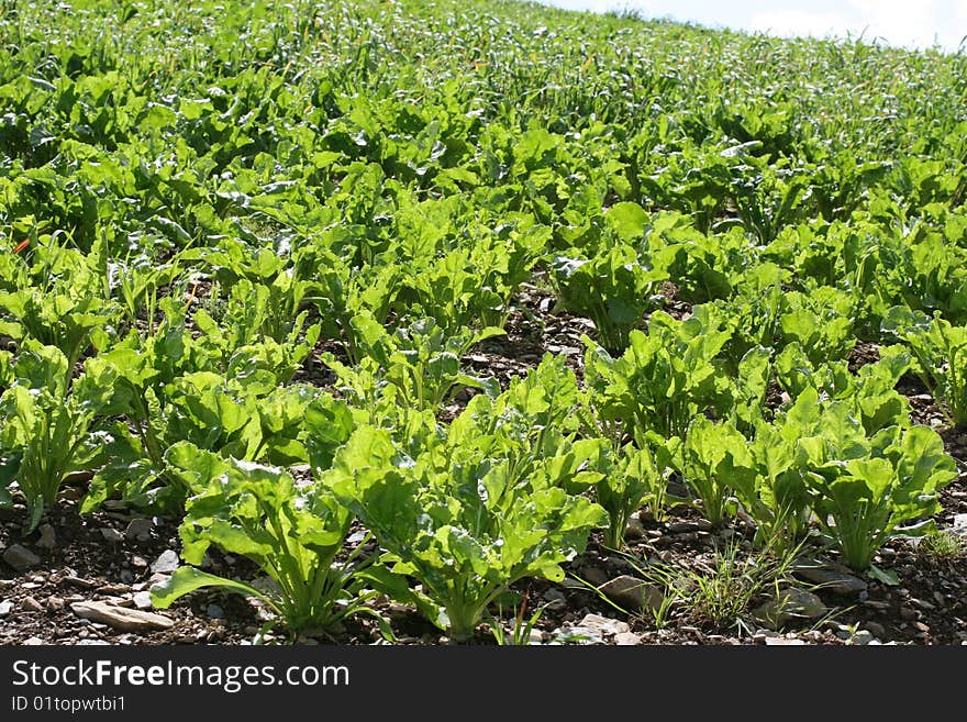 Irish cabbage farm