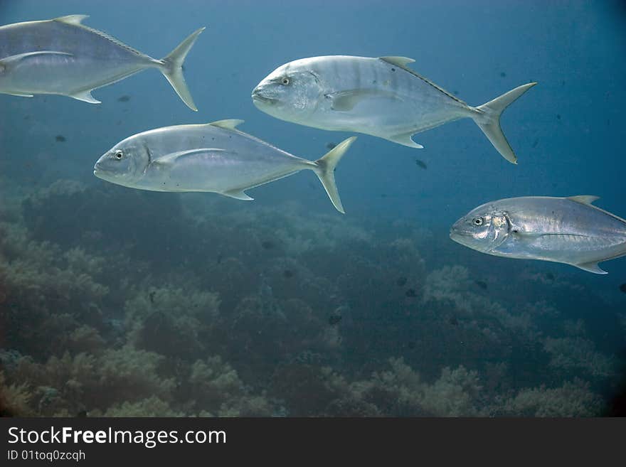 Golden trevally