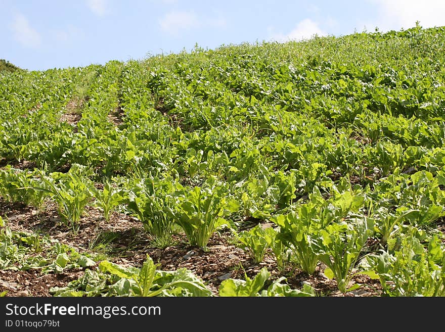 Cabbage plantation on irish hills