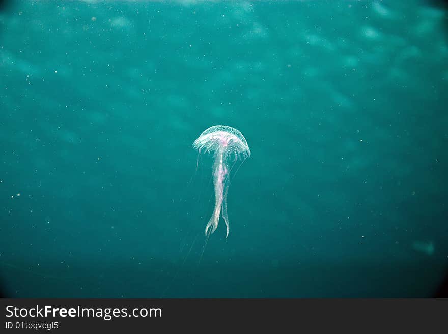 Jellyfish