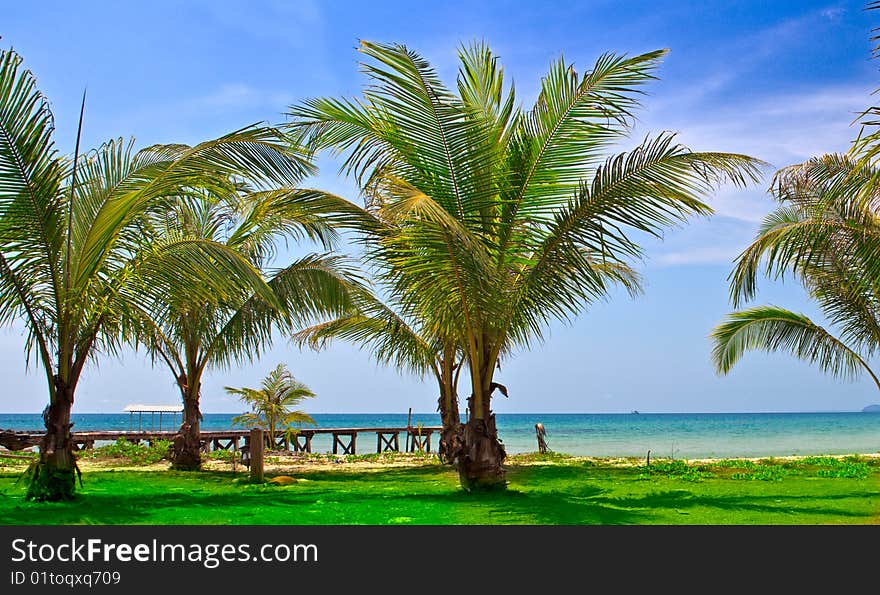 Palms and green grass on the beach. Palms and green grass on the beach