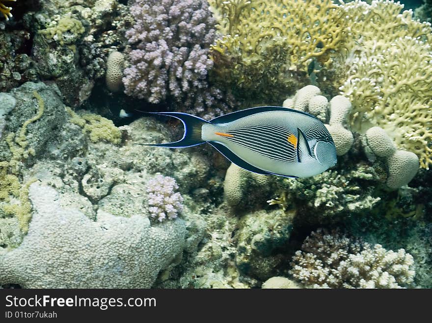 Sohal surgeonfish