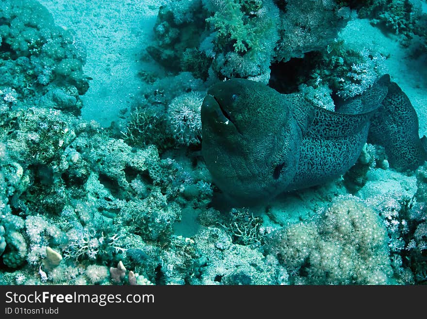 Giant moray