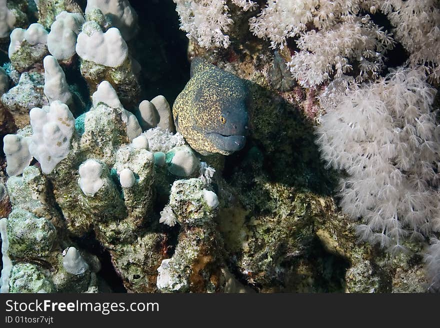 Yellowmargin Moray