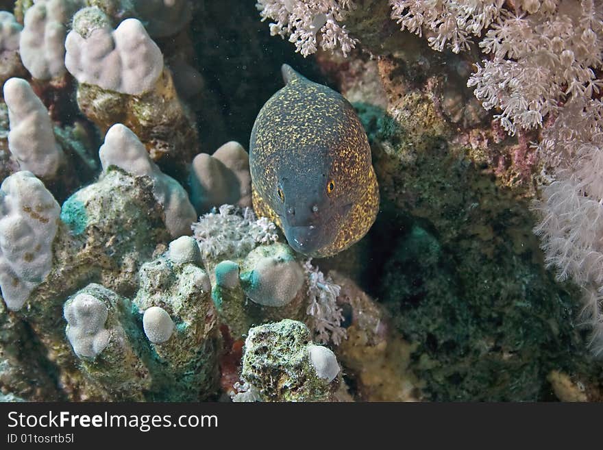 Yellowmargin moray