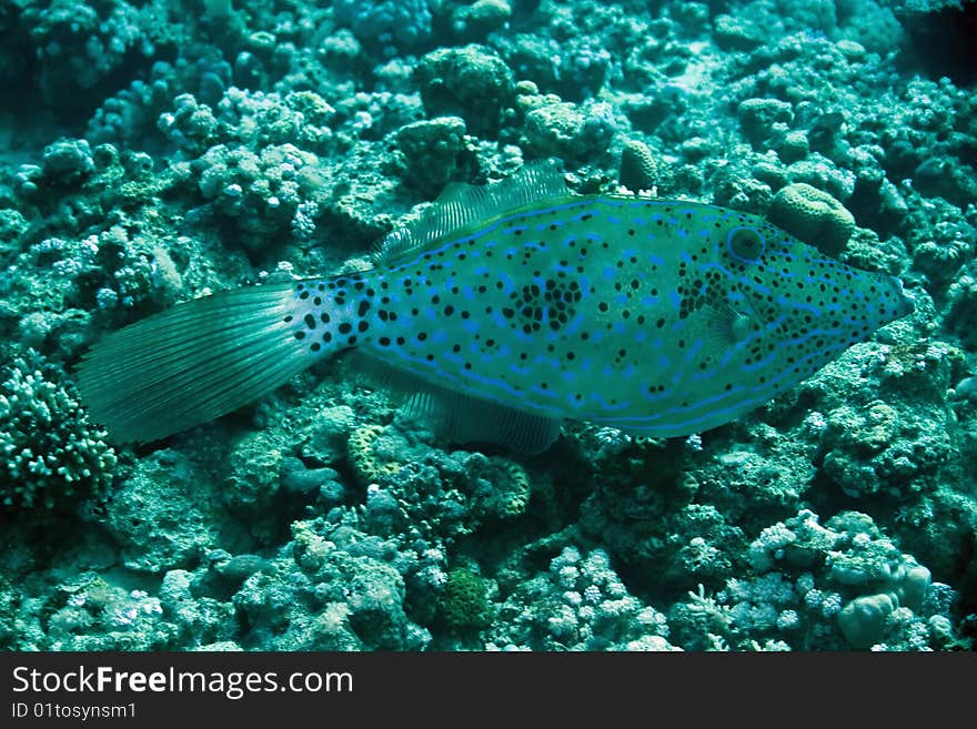 Filefish