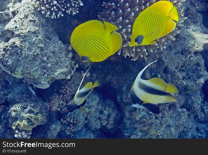 Masked butterflyfish