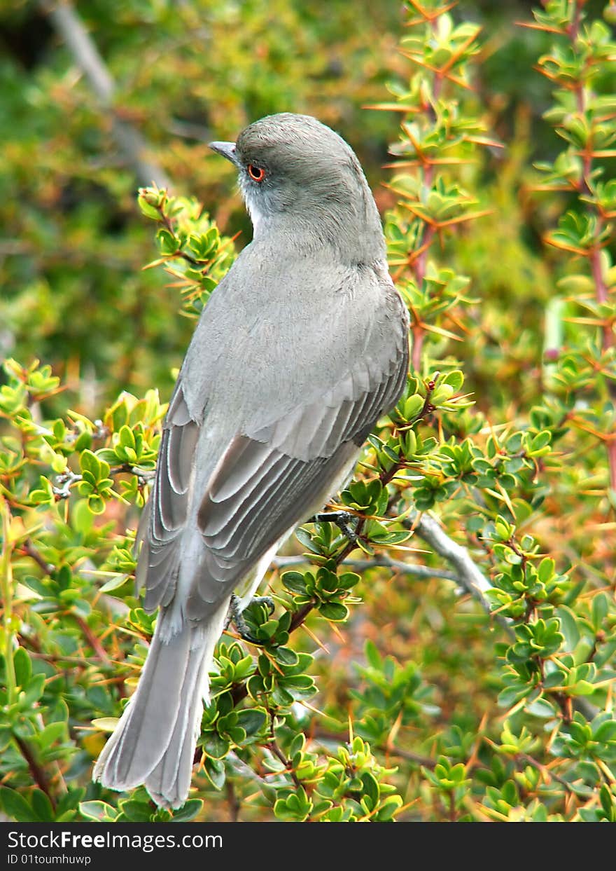 Grey bird