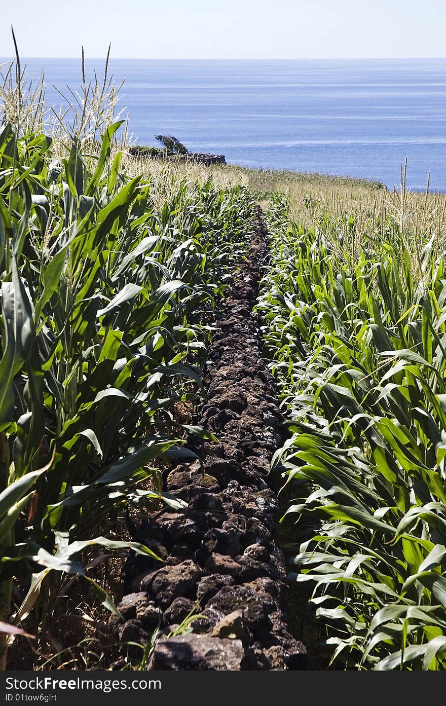 Stone wall in corn field