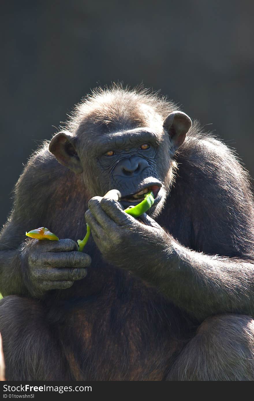 Chimpanzee eating in vertical. Bioparc Zoo. Valencia (Spain)