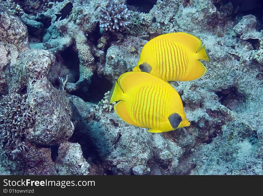 Masked Butterflyfish