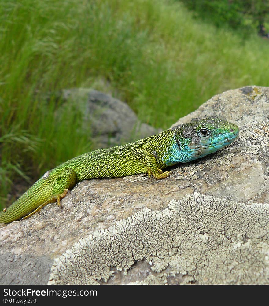 A green lizard warms up on a stone