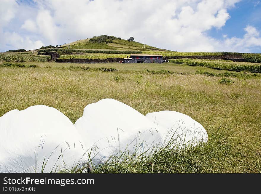 Wrapped hay bales in a field of Pico Island, Azores, Portugal. Wrapped hay bales in a field of Pico Island, Azores, Portugal