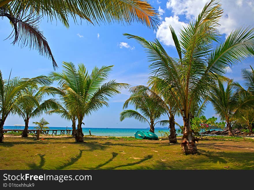 Coconut trees