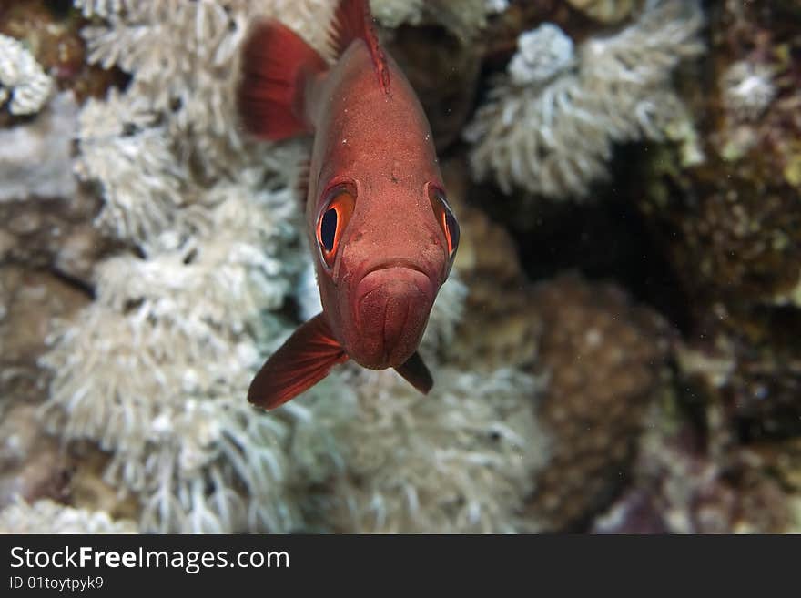 Crescent-tail bigeye