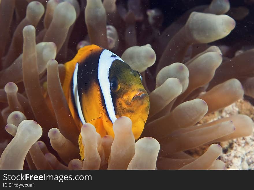 Anemonefish