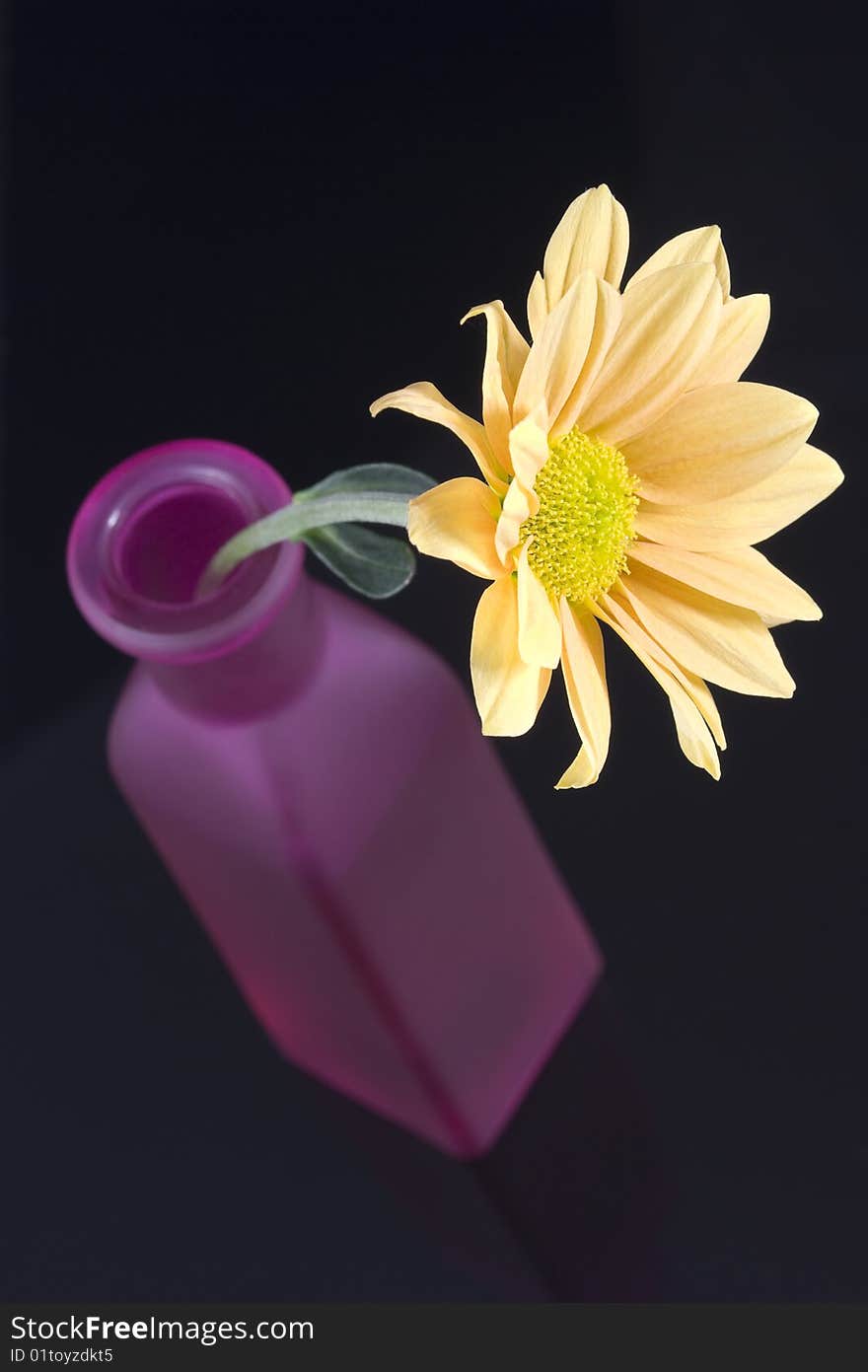 Yellow daisy flower arranged in purple bottle isolated on black background