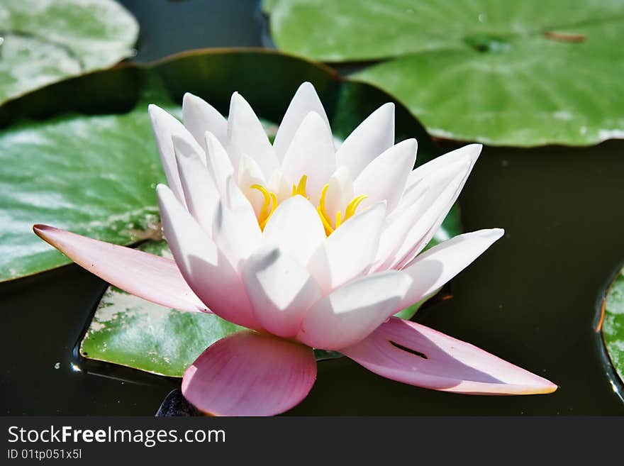 Water lily in the pond