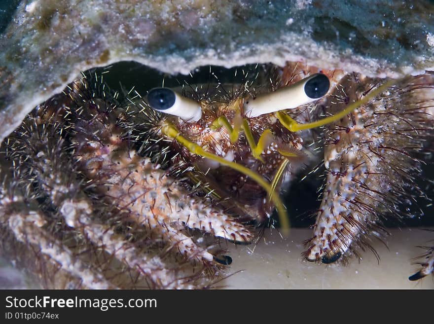 Hermit crab taken in th red sea.