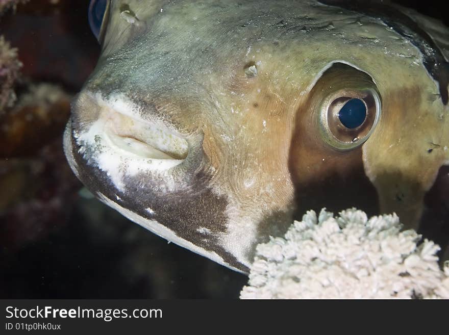 Black-blotched porcupinefish taken in th red sea.