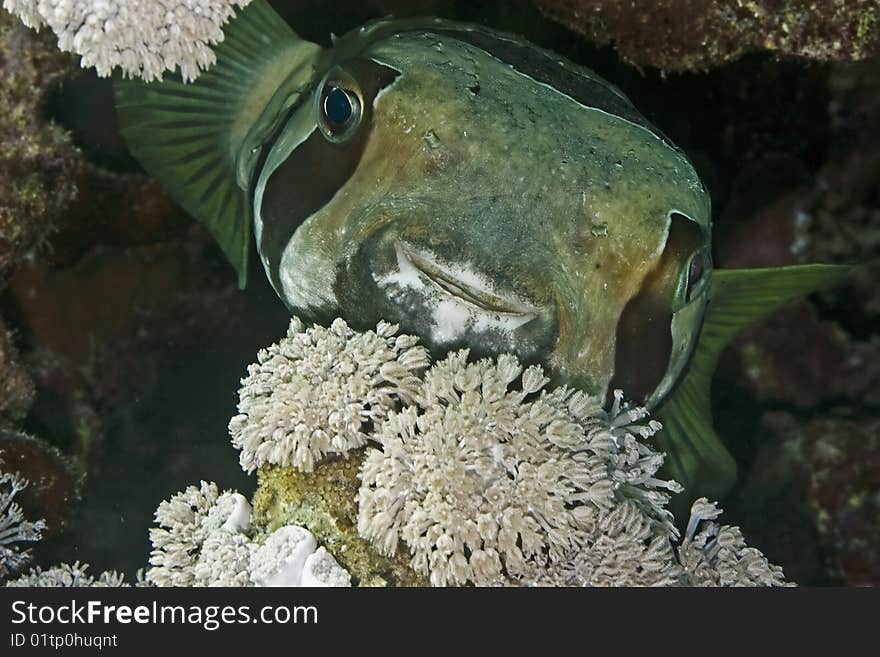 Black-blotched porcupinefish taken in th red sea.