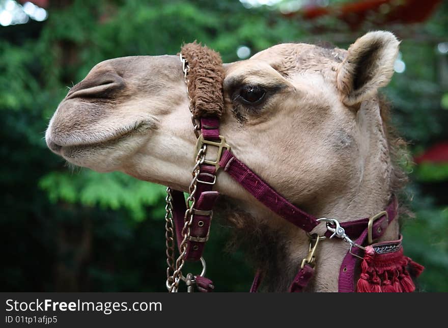 The profile of a Camel with a colorful bridle. The profile of a Camel with a colorful bridle