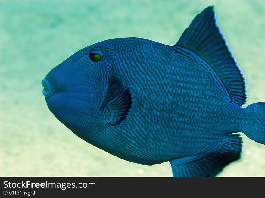 Blue triggerfish taken in th red sea.