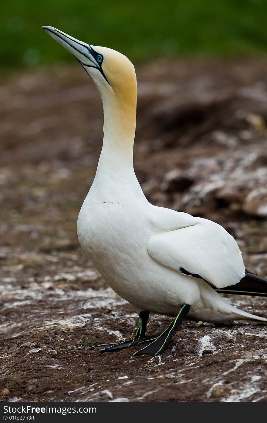 Full Body View of Northern Gannet