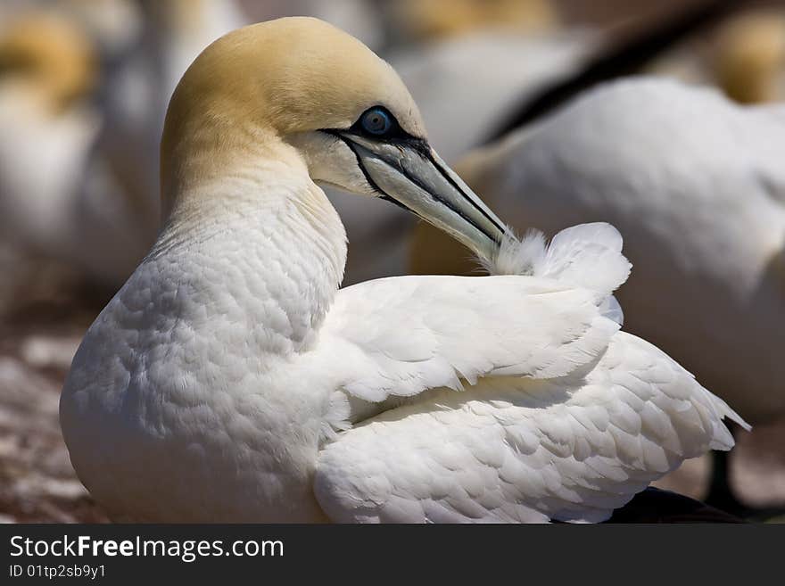 Full Body View of Northern Gannet Preening