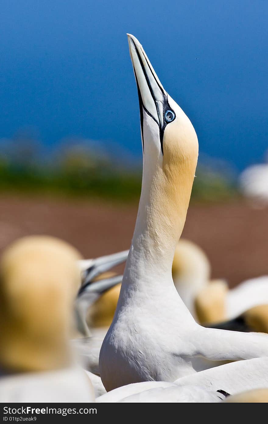 Northern Gannet Exhibiting Mating Behavior by Sky Pointing