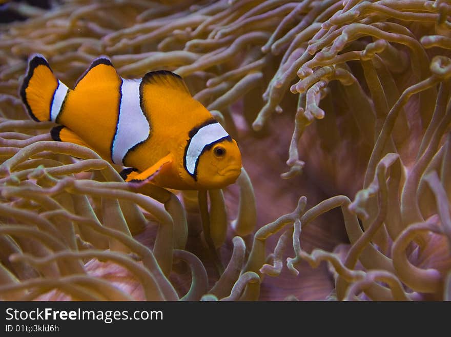 Clownfish hidden near the reef