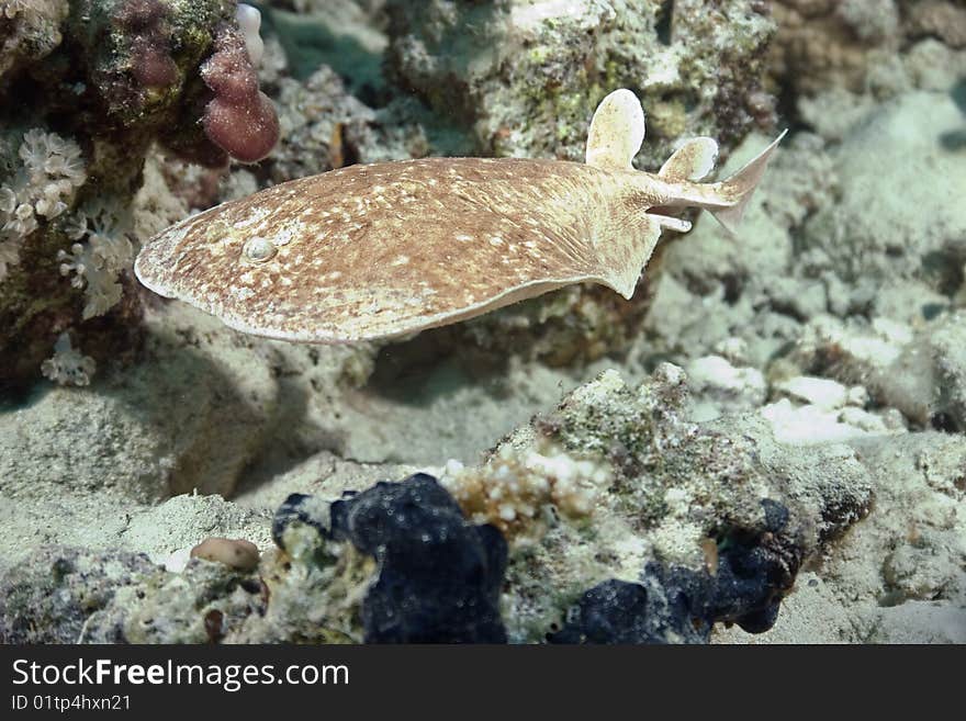 Torpedo Ray