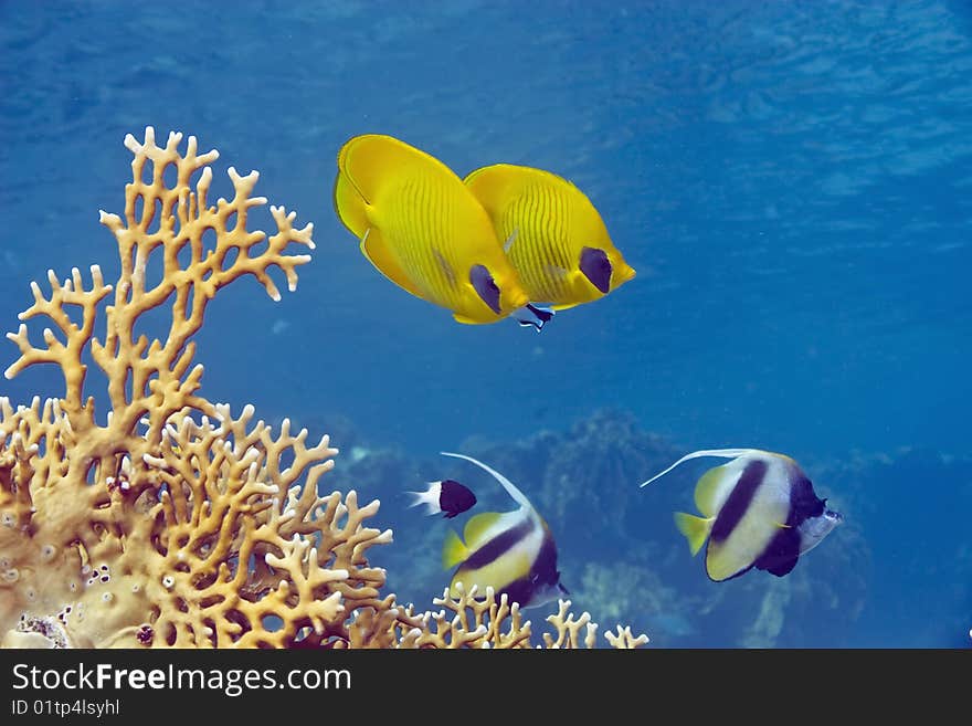 Butterflyfish and bannerfish