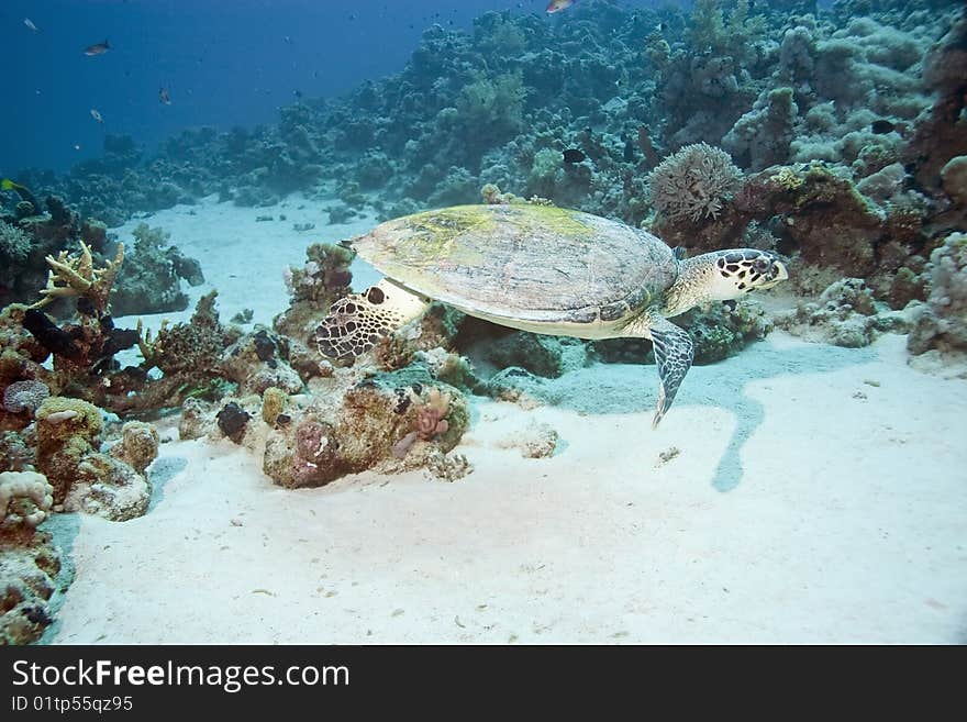 Hawksbill turtle taken in th red sea.