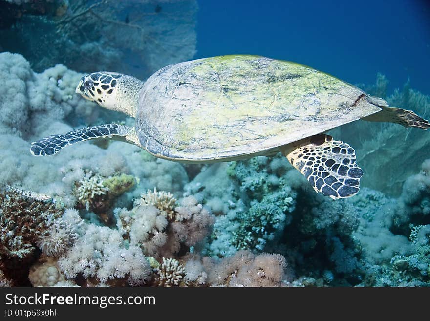 Hawksbill turtle taken in th red sea.