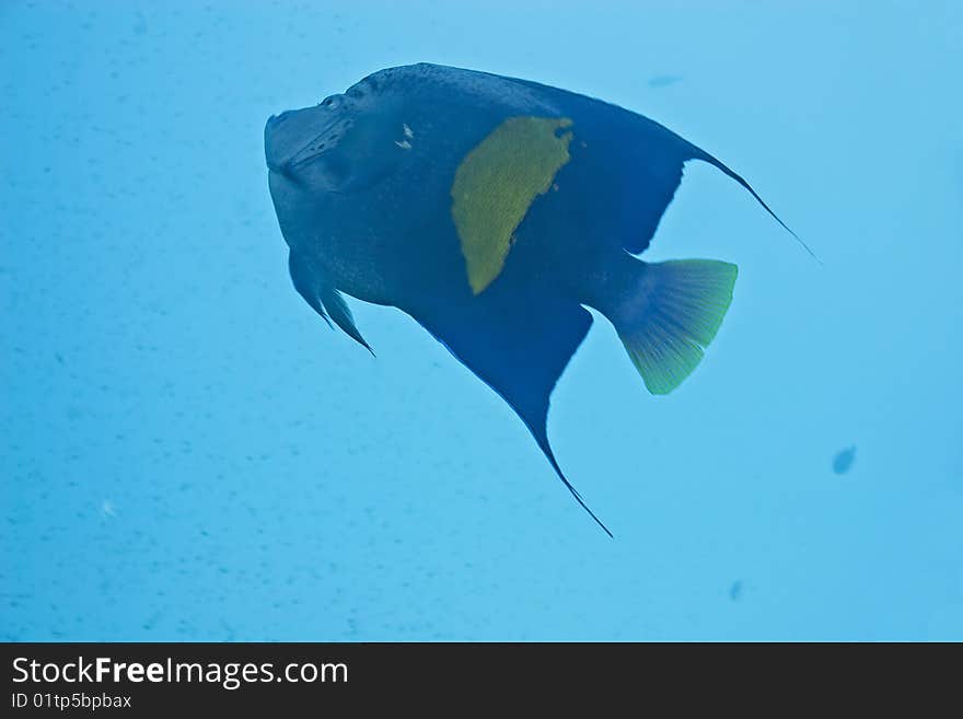 Yellowbar angelfish