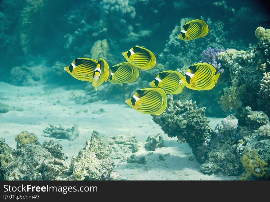 raccoon butterflyfish