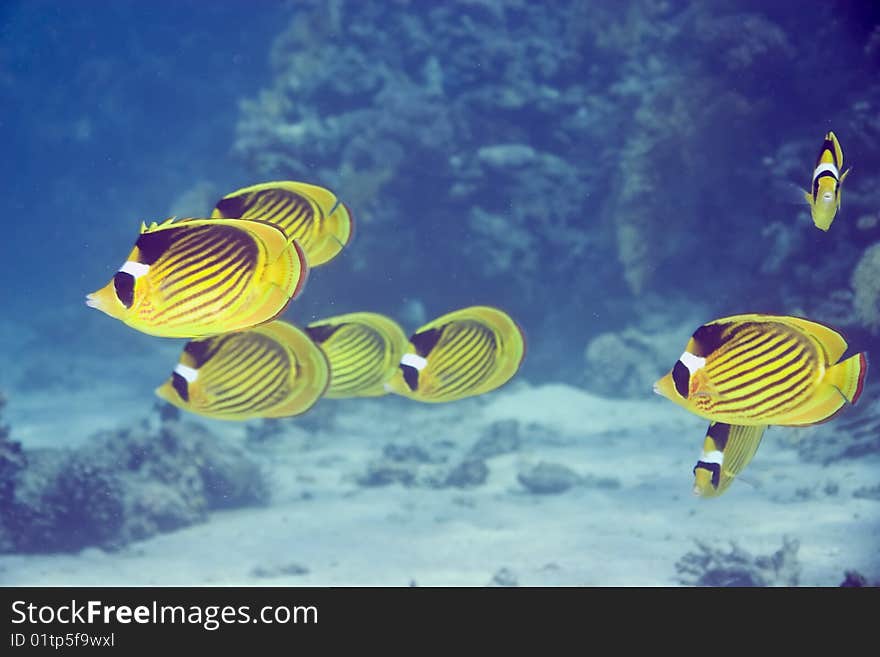 Raccoon butterflyfish