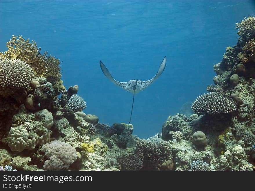 Eagle ray