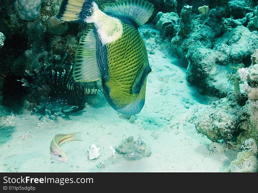 Titan triggerfish in the red sea.