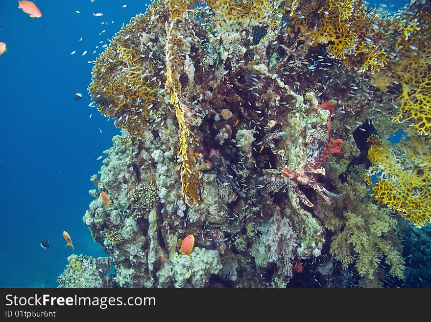 Lionfish