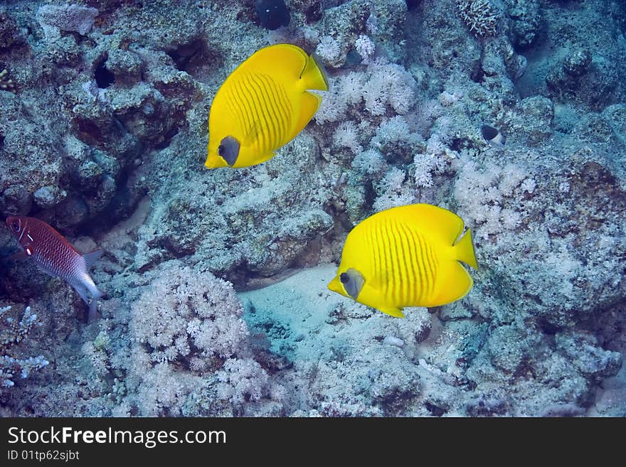 Masked butterflyfish