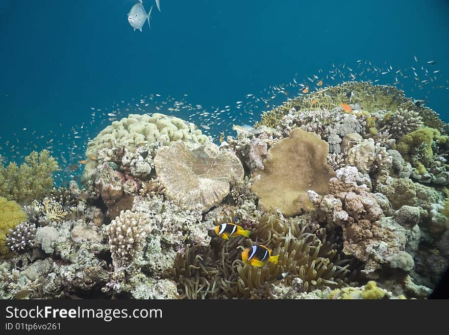 Coral And Fish