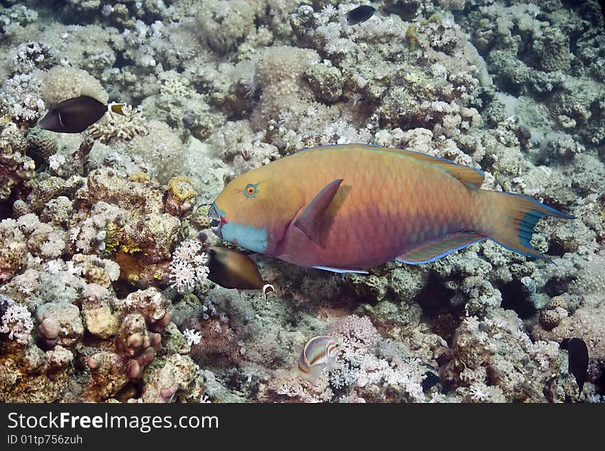 Parrotfish