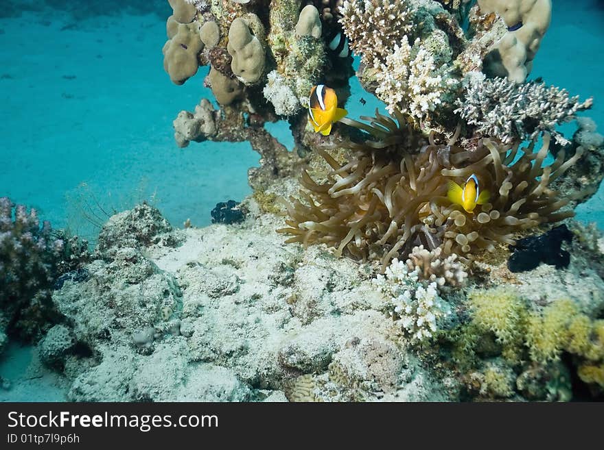 Bubble anemone and anemonefish