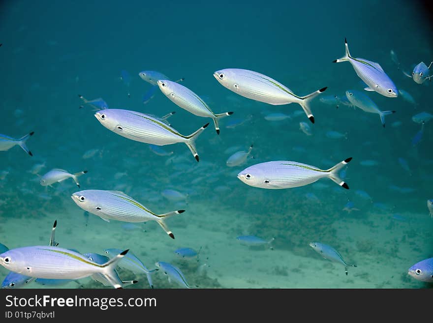 Fusilierfish in the red sea.