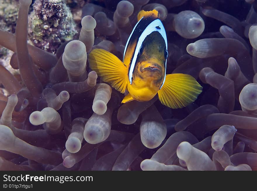 Bubble Anemone And Anemonefish