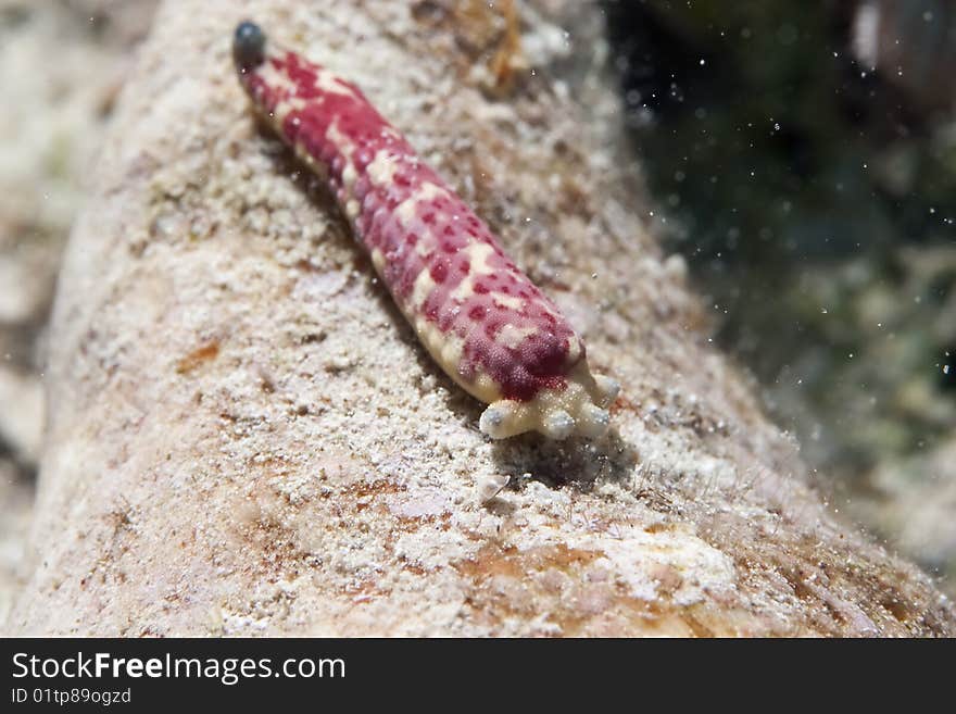 Regenerating Seastar