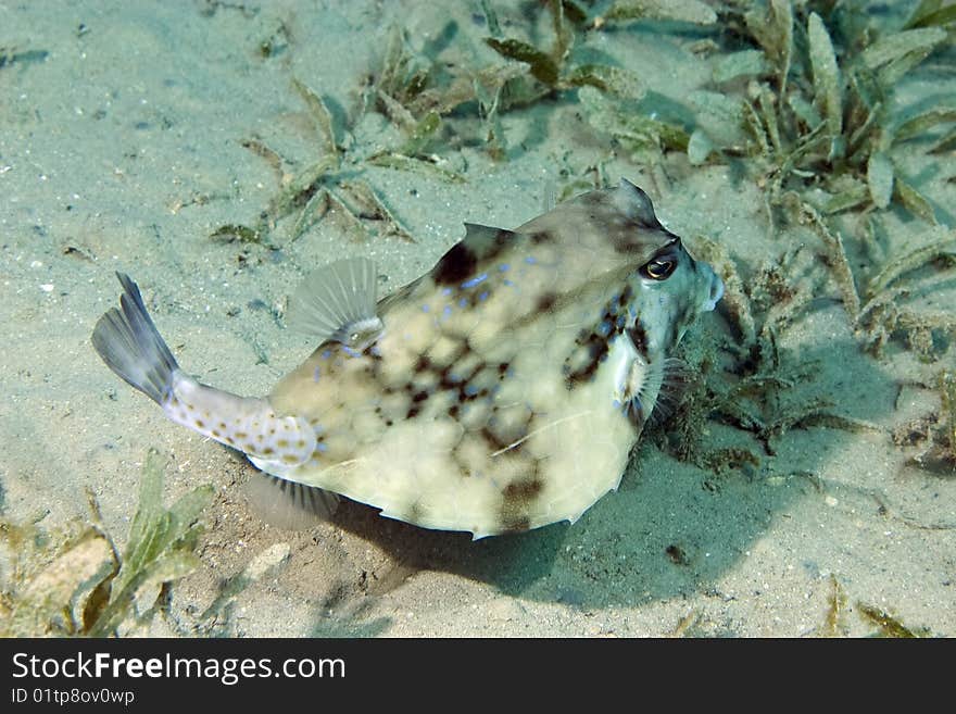 Trunkfish