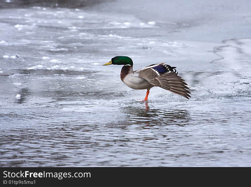 Mallard Looking Strange On Ice